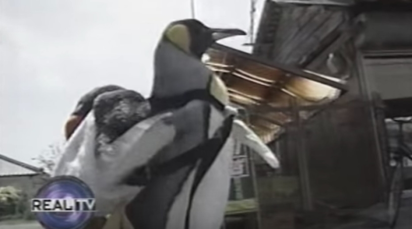 日本に住むペットのペンギンさんが可愛すぎるｗｗｗｗ