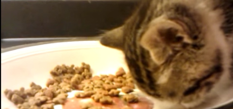 食事中に寝てしまった猫が可愛すぎるｗｗｗ