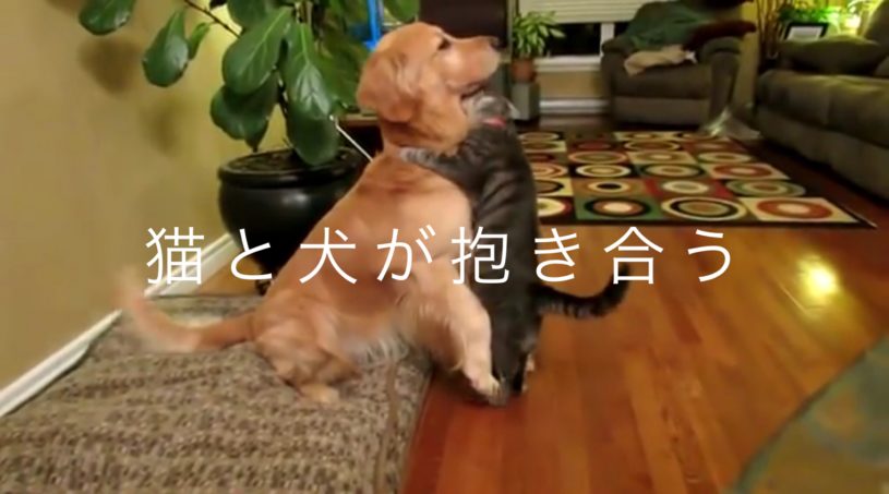 猫と犬が抱き合う