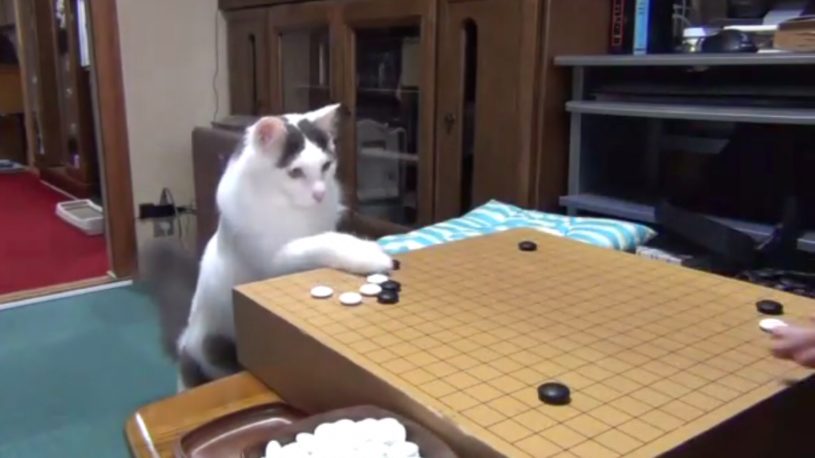 囲碁が好きな猫