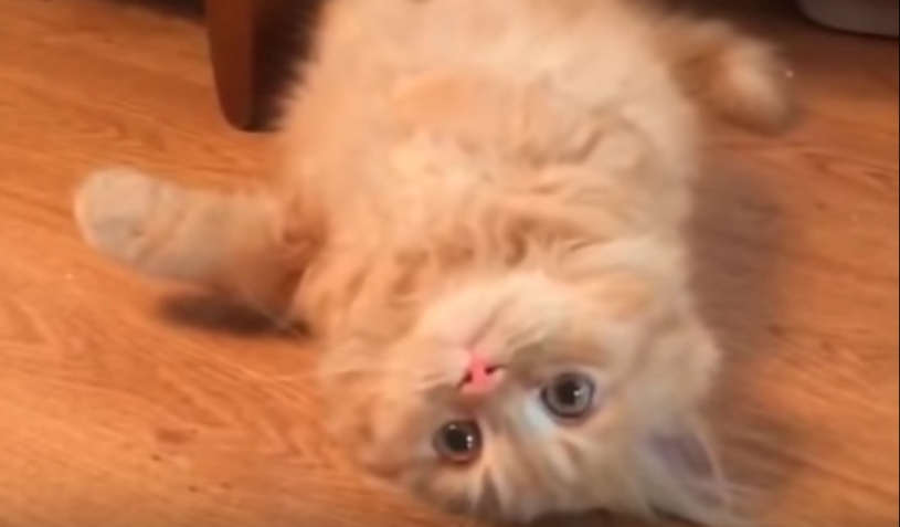 椅子の下からこんにちは！猫の動きが素早すぎるｗ