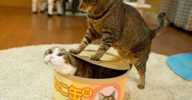 猫缶に入る猫が可愛いすぎるwww押し込む猫ｗｗ