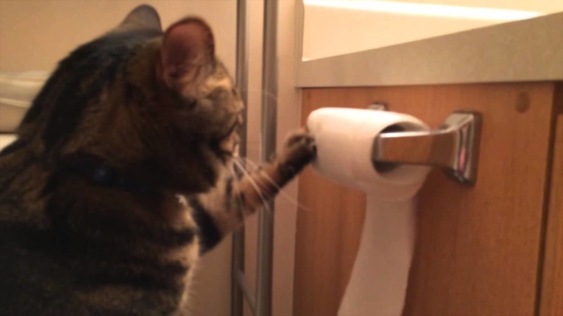 トイレットペーパーを出してしまう猫www