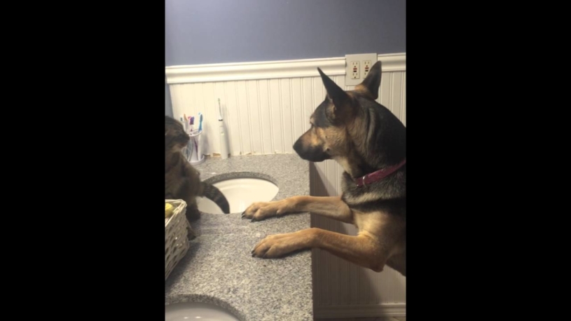 猫と犬のボクシング対決