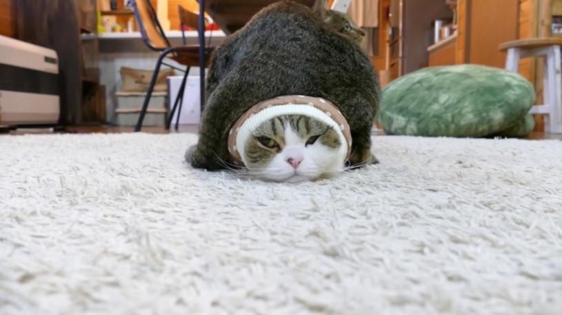 ツチノコのような猫が発見された