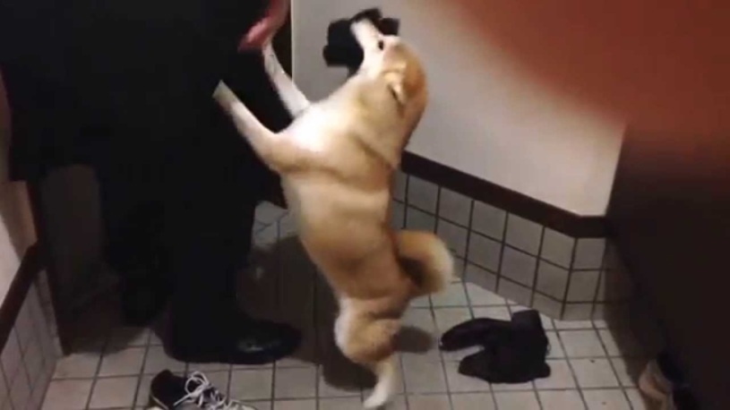 お父さんを好きすぎる柴犬まるさん