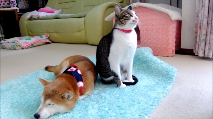 ファンヒーターに集まる柴犬と甘えっこ猫さんが和む