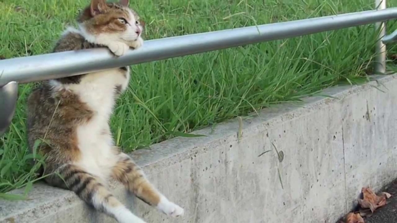 夕暮れを見ながらたそがれる猫