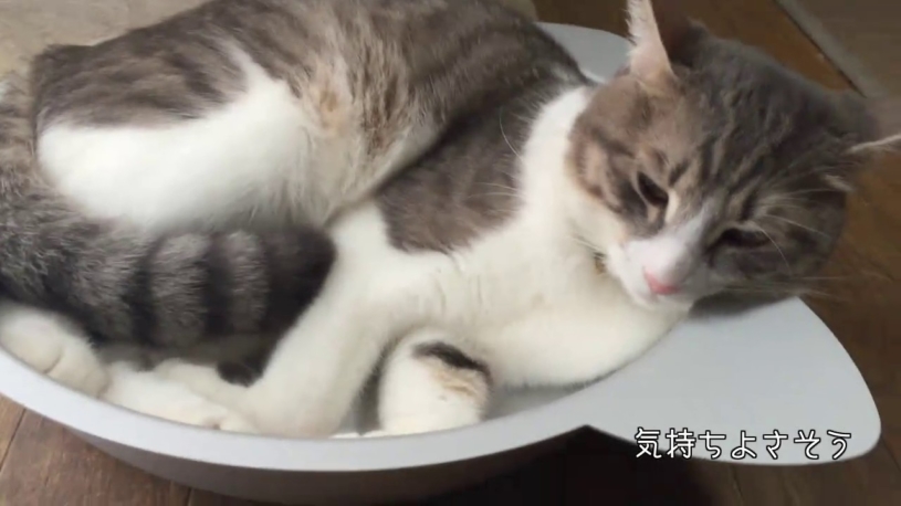 ねこ鍋でグツグツ煮られる猫！