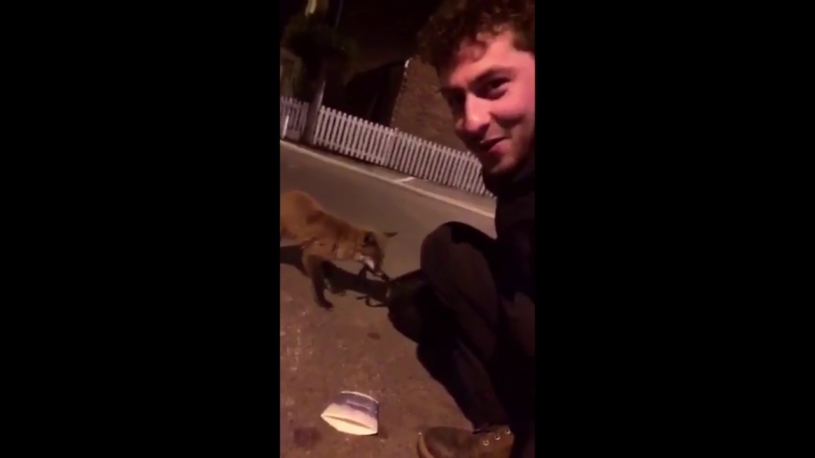 ロンドンの町中をあるいていたキツネが家までついてきた