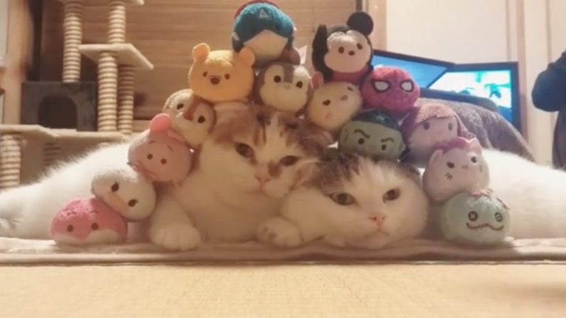 ツムツムされている猫が可愛すぎるｗｗｗｗｗｗ