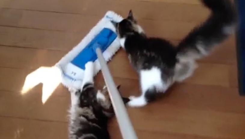 可愛すぎる猫モップシステム