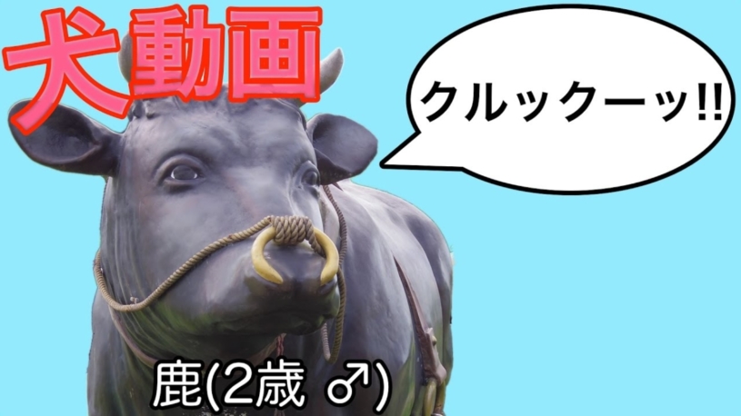 ホラー動画ばかりで殺伐としたchに猫が！！