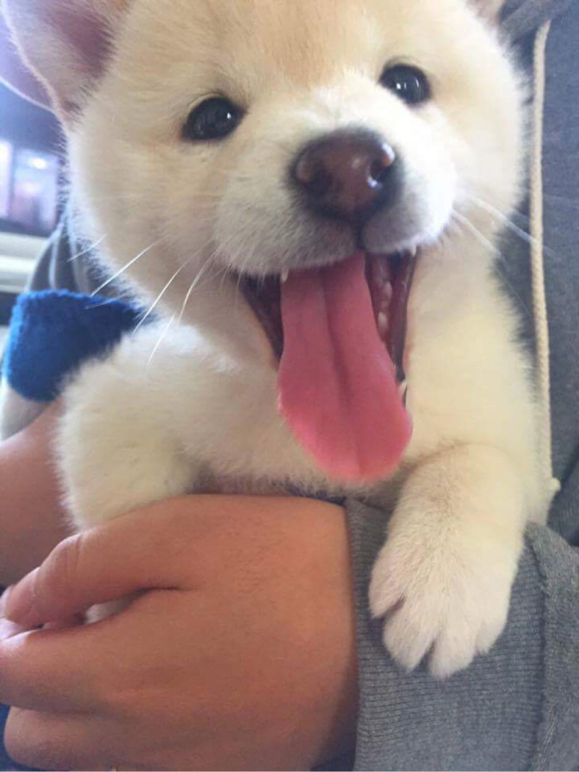 嫁の実家の柴犬さんが１年でかなり成長した様子www