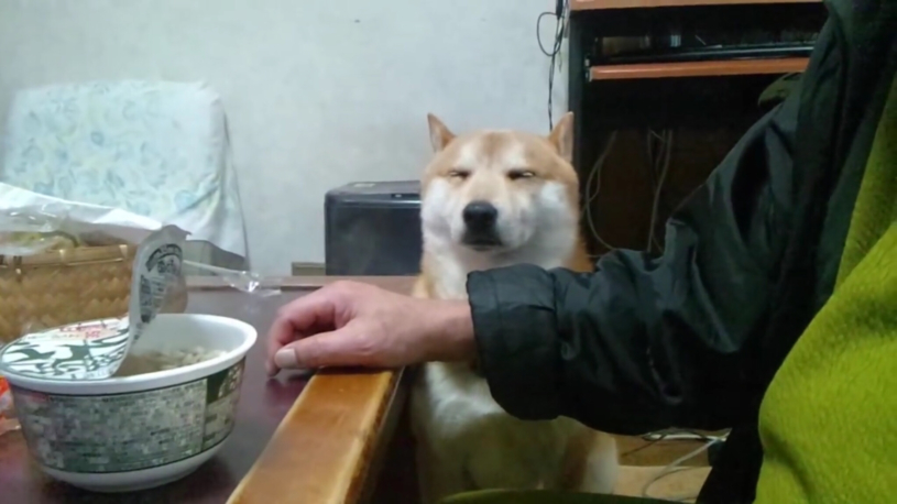 カップ麺を感じる犬