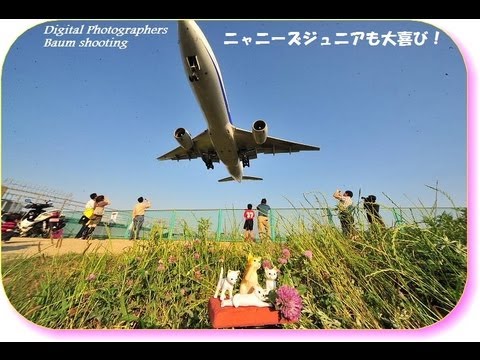 大阪国際空港の側にある河原からの飛行機の眺めが最高！