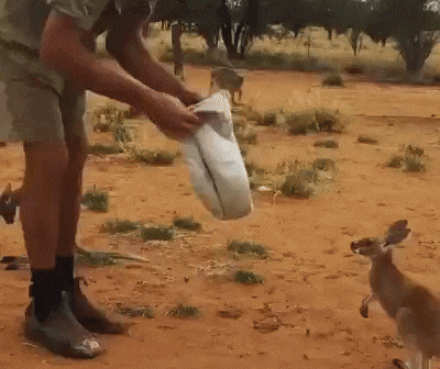 カンガルーを簡単に捕まえる方法