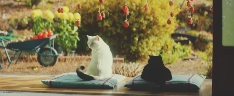 一人暮らしのお婆さんの為に「猫専用通信講座」を学んだ猫が元気づけるｗｗｗｗｗ