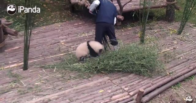 飼育員さんが仕事中に大好きすぎて抱きつきまくるパンダｗｗｗｗ