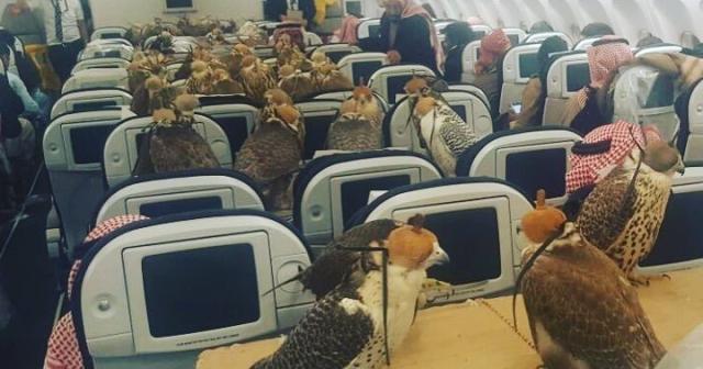 サウジアラビアの王子は、彼の鷹８０羽に飛行機の席を用意