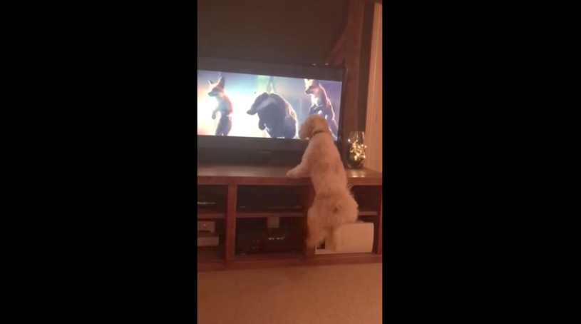 映画の中でトランポリンで楽しそうにジャンプするキツネを見ながら一緒にジャンプする犬がかわいい！！！
