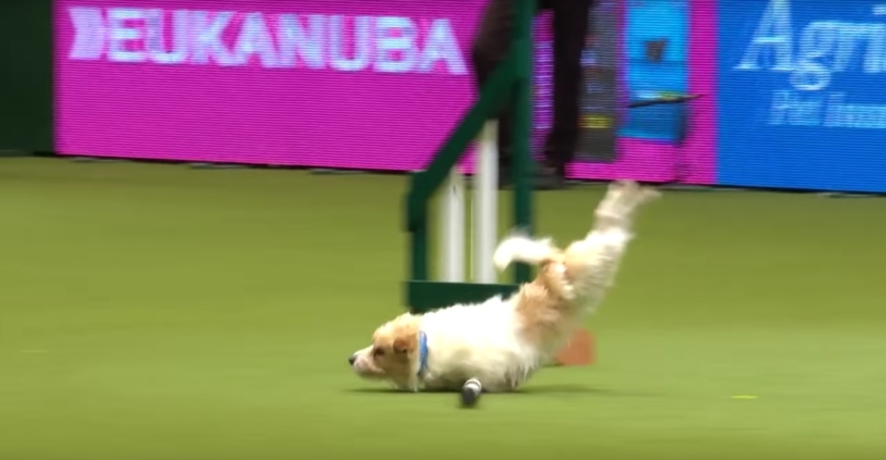 敏捷性を競うイベントに出場したジャック・ラッセル・テリアが失敗しつつも元気な動きを披露