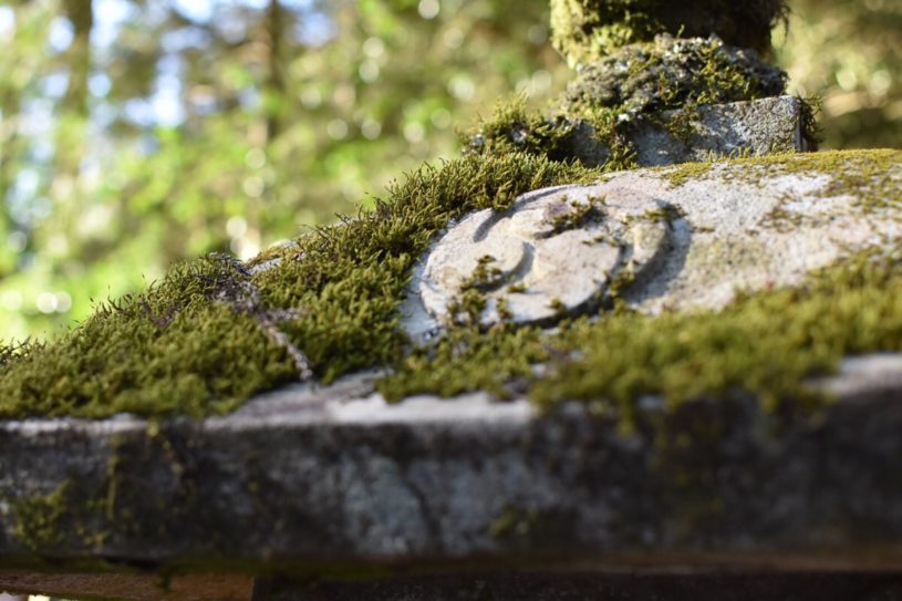 神社の苔が好き