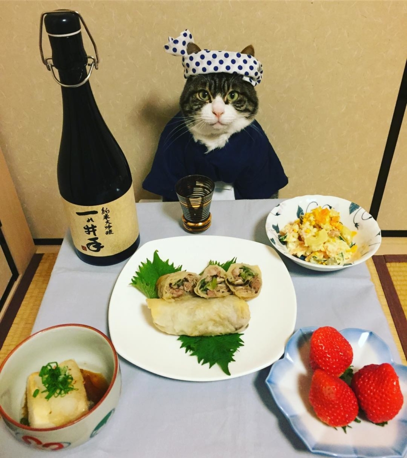 居酒屋ねこが可愛すぎるｗｗｗｗｗ