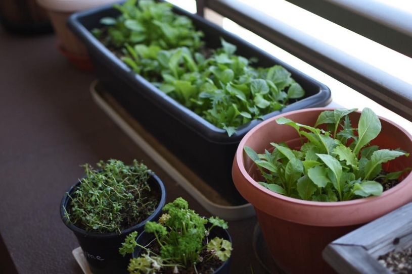 我が家のハーブ どれも採れたてフレッシュ！