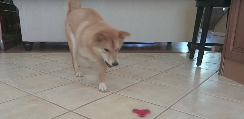 ハンドスピナー　VS　柴犬