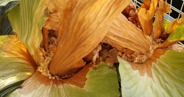 コウモリランの乾燥が気になる人の対応方法