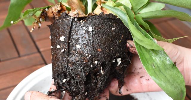 土に埋まっているコウモリランの根