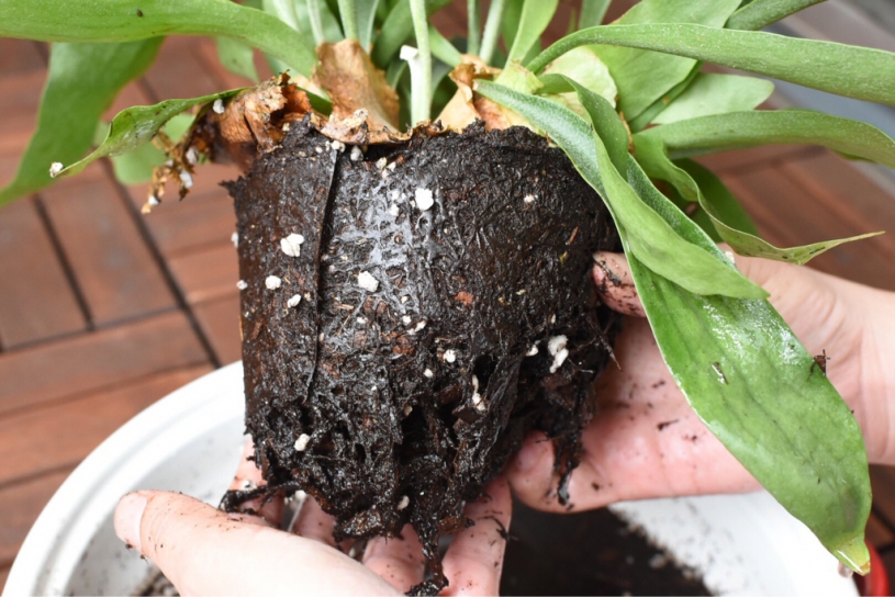 土に埋まっているコウモリランの根