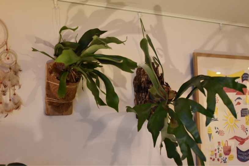 コウモリランの壁掛けの作り方