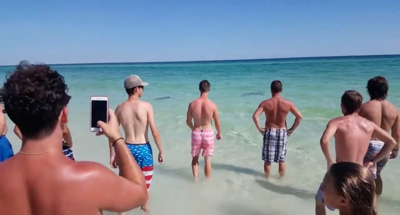 海水浴客に襲いかかるサメVS人間達