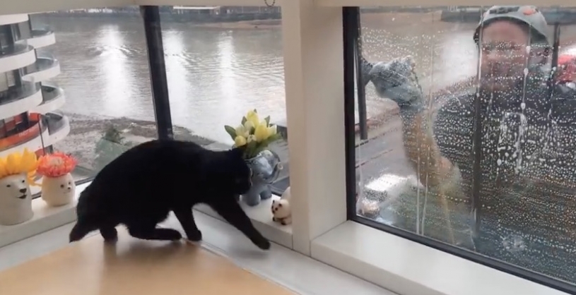 窓拭きおじさん大好きな猫