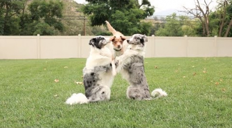 ４匹の犬が魅せる驚くべき演技！！！