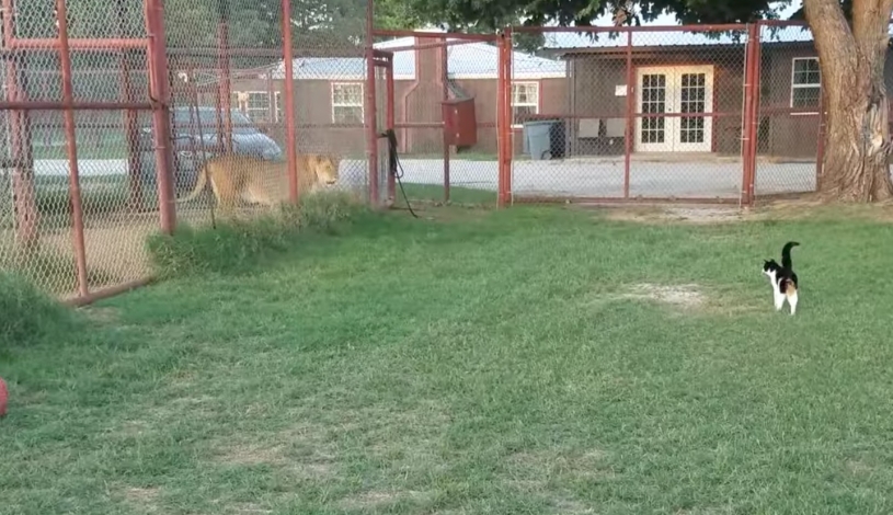 ライオンに立ち向かう猫ｗｗｗｗｗ