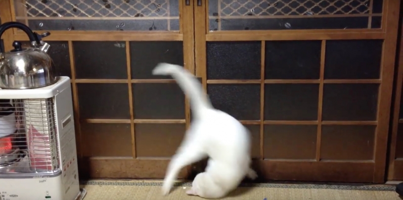 扉（障子）を開けたい気持ちが先走りして側転してしまう猫
