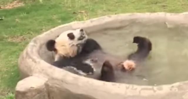 パンダの水遊びの様子が可愛すぎるｗｗｗｗｗ