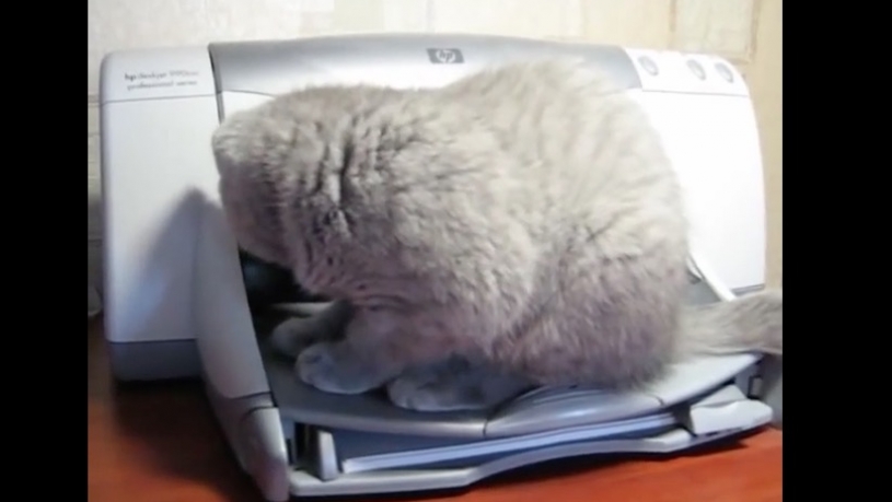 猫とプリンター、プリンターから出てくる紙をみた猫の動きがかわいいｗｗｗ