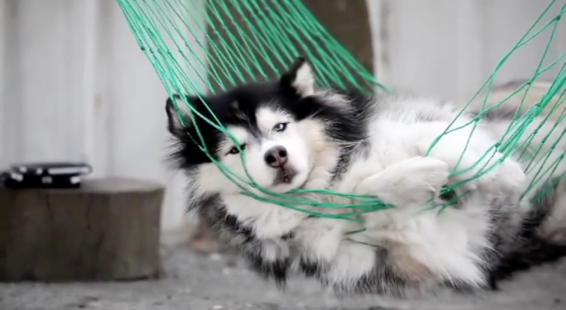 ハンモックでゆらゆらしている犬！めっちゃ気持ちよさそうｗｗｗｗ