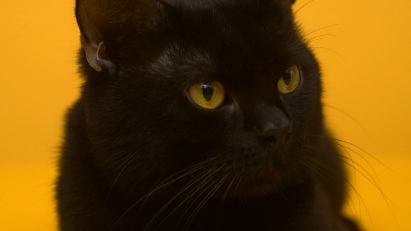 クロネコヤマトのお兄さんにアマゾンプライムでーについて聞いてみた