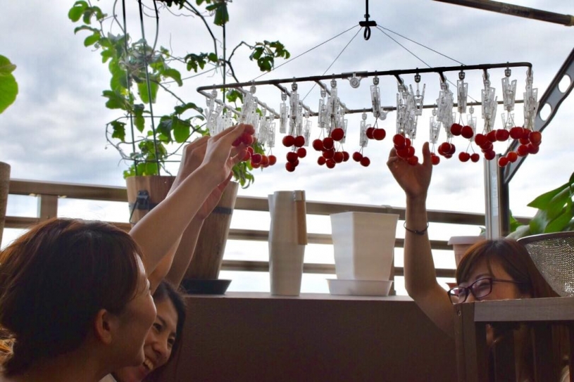 お家でさくらんぼ狩りをする方法