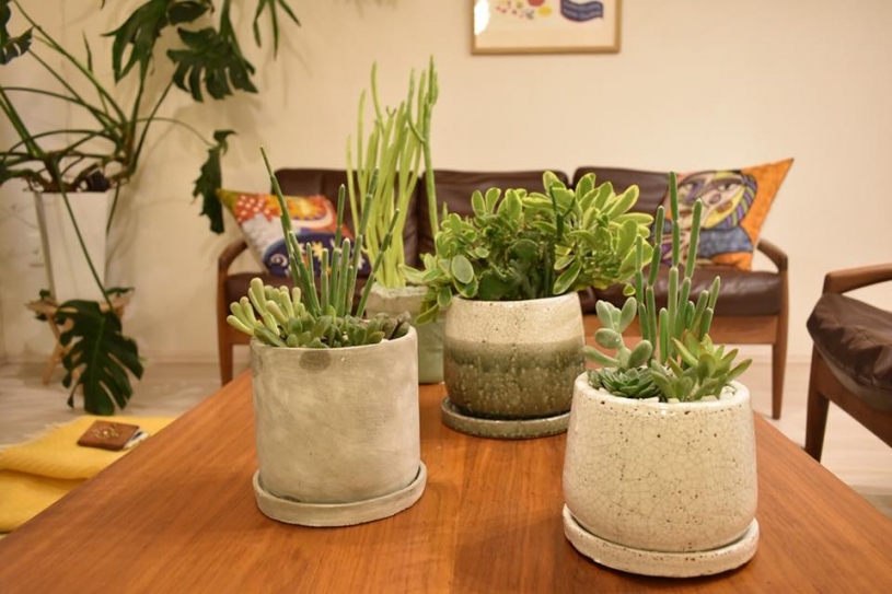多肉植物の寄せ植えをしたよ！