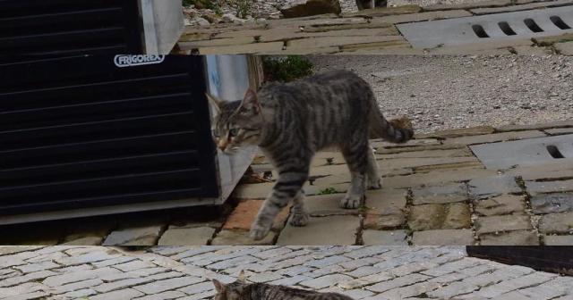 モトヴンには猫が沢山います。 #motovun #モトヴン #猫 #cat #fotovun