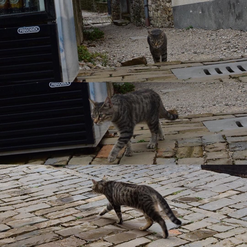 モトヴンには猫が沢山います。 #motovun #モトヴン #猫 #cat #fotovun