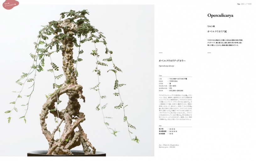 塊根植物の発根管理について