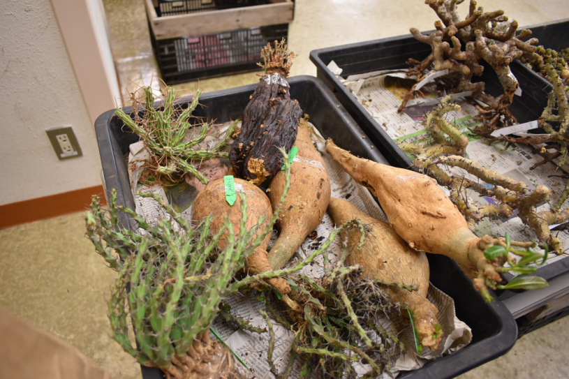 TOCのサボテン・多肉植物ビッグバザールに行ってきたよ！