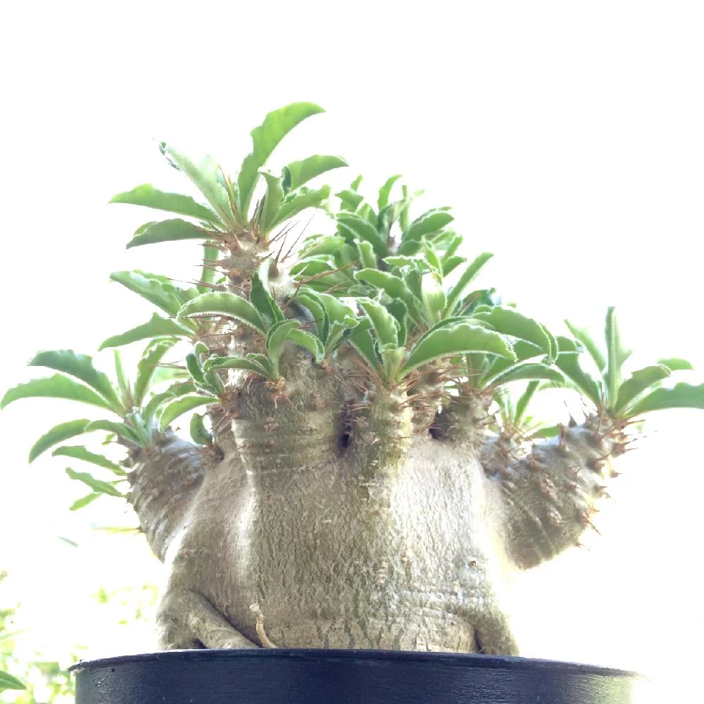 パキポディウム サンデルシー アットトリップ